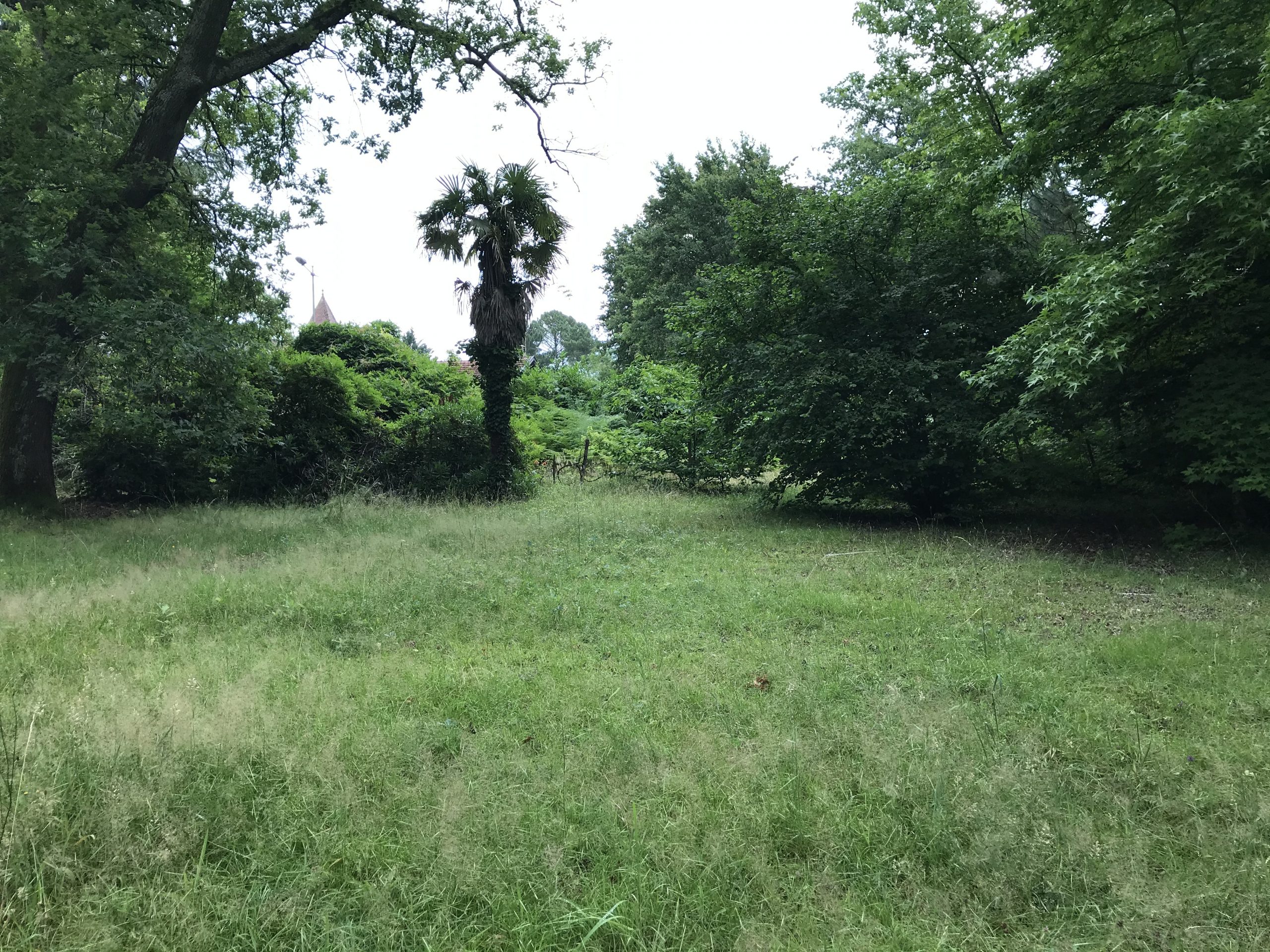 Terrain vague entouré de végétation et d'arbres verdoyants