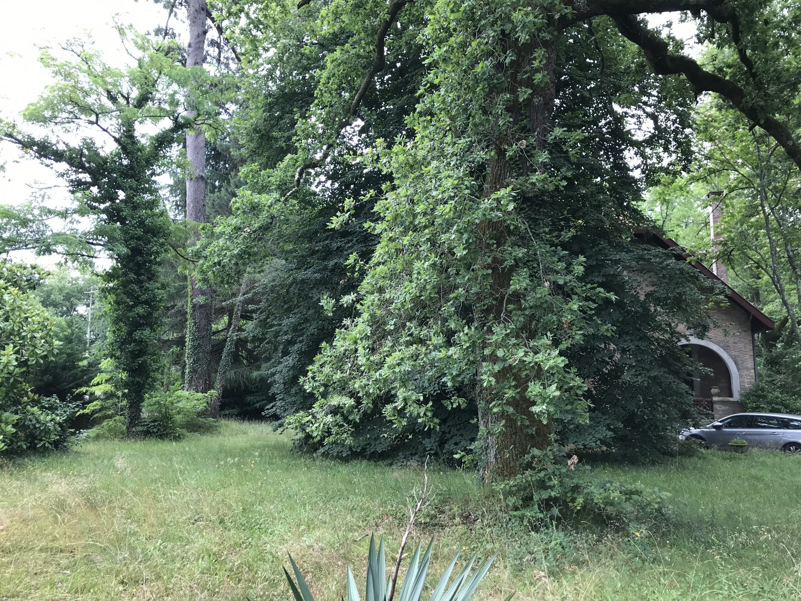 Terrain avec de grands arbres et de la végétation verdoyante